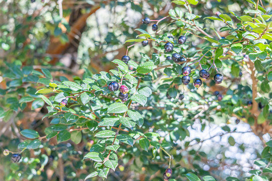 Parral, Maule Region - May 9, 2026: Fruits of an Array&aacute;n (Luma apiculata), a native tree that belongs to the same botanical family (Myrtaceae).