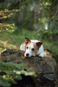 A Jack Russell Terrier lies hidden behind a rounded log surrounded by leaves. The soft focus gives a dreamy peaceful forest look.