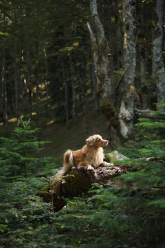 A Nova Scotia Duck Tolling Retriever balances on a large fallen tree. Vertical trunks fill the quiet woodland space around it.