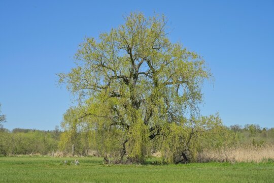 Weide, Baum, Wiesen, Landschaft am Tegeler Flie&szlig;, L&uuml;bars, Reinickendorf, Berlin, Deutschland