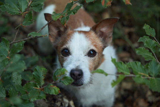 The terrier gazes upward while surrounded by leafy plants in a forest clearing. A close look reveals alert ears and focused eyes.