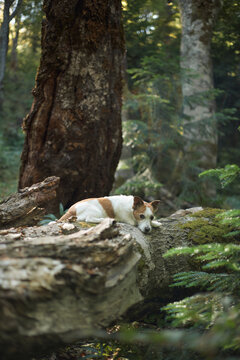 A Jack Russell Terrier lays alone on a large fallen tree. The peaceful forest surrounds it with ferns and vertical trunks bathed in light.