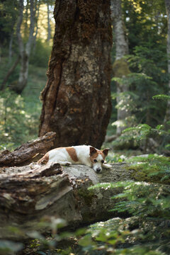 A Jack Russell Terrier lies motionless on a thick, moss-covered fallen tree. Dappled sunlight breaks through the tall trees around it.