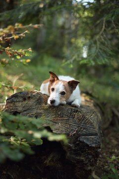 A Jack Russell Terrier lies still with its chin down on a wide stump. The forest floor is covered in green vegetation and soft shadows.