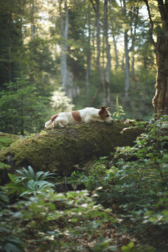 A Jack Russell Terrier stretches out on a mossy log surrounded by tall trees. The light filters through the dense forest canopy above.
