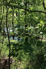 Fototapeta premium Lush green foliage frames a glimpse of water in swamp.