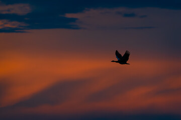 Naklejka premium Silhouette of a Bird Flying Across a Dramatic Sunset Sky