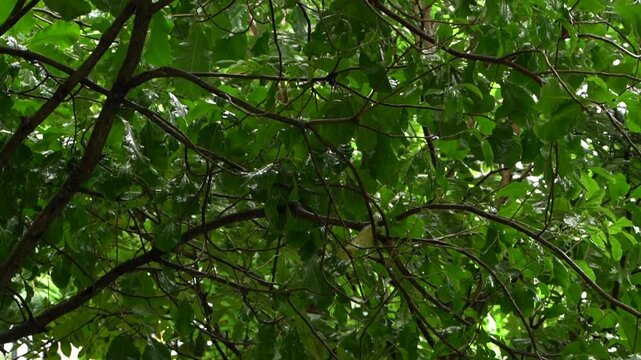 City plants hide. Greenery in cities conceals buildings and offers shaded shelter. Trees and foliage in urban areas obscure structures while supplying shaded comfort and refuge