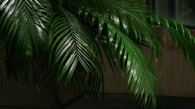 Glossy houseplant palm by window with soft reflections interior designer scene showcasing ornamental fronds, filtered light, polished leaves and modern livingroom greenery
