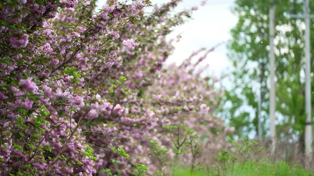 花, 自然, 紫, 植える, サマー, 庭, とぶ, ピンク, 野原, 植物, ラベンダー, 全盛期, 咲く, ヒース, スミレ, マクロ, アップ, 牧草地, 美しさ, ウィルト, すごい