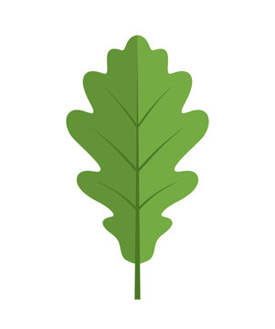 Green oak leaf. Flat vector illustration isolated on a white background. Design element for ecology and nature conservation projects, logos, stickers, postcards, and prints.