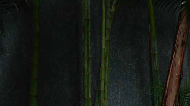 Tropical garden scene. Serene garden setting featuring towering bamboo and lush palm trees. Calm tropical environment showcasing elevated bamboo stalks and abundant palm foliage