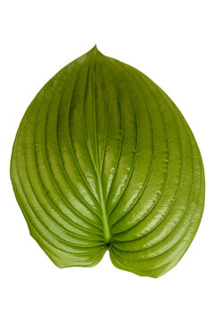 Bright glossy green leaf with parallel veins, botanical foliage texture