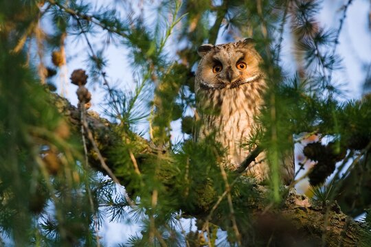 Long-eared Owl (Asio otus) Perched and hidden in tree. Common bird species in Czech republic.
