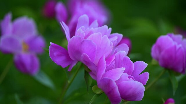 花, 自然, 紫, 植える, とぶ, ピンク, 庭, 全盛期, スミレ, 咲く, 青, マクロ, アップ, 美しさ, 植物, フローラル, サマー, ライラック, すごい, 葉, 色, 美しい