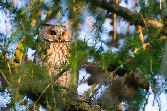 Long-eared Owl (Asio otus) Perched and hidden in tree. Common bird species in Czech republic.