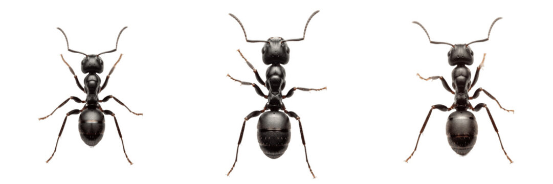 Collection of three black ants isolated on white background. High-quality macro studio photography of insects, perfect for pest control, biology education, nature concepts, and environmental design el