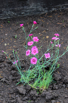 Bright pink flowers on green stems. Brown earth in the background. Maiden Pinks, Dianthus deltoides.