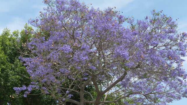 Blooming jacaranda trees in sunny Seville create vibrant Andalusian tourism atmosphere for Spain travel advertising, destination branding and Mediterranean lifestyle campaigns.