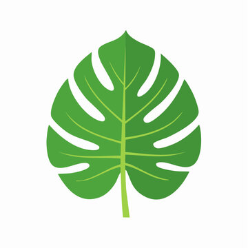 Monstera Deliciosa Leaf Illustration