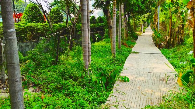 Concrete Walking Pathway Through Tropical Palm Trees and Greenery in Rural Bangladesh Landscape