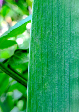 Macro close up of a vibrant green German iris leaf texture with soft natural bokeh background