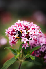 Hummel & Blüten © Marcel A.