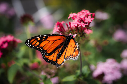 Schmetterling & Bl&uuml;ten