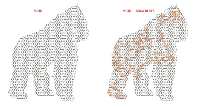 Gorilla shaped maze puzzle with solved path and answer key, wild animal labyrinth challenge for kids and adults, printable activity sheet on transparent background