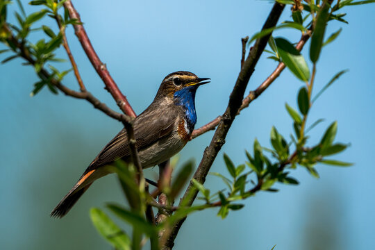 Male Bluethroat (Luscinia svecica) Singing on a Branch
