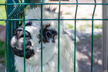 Fototapeta premium A white alpaca with black spots looks through a green metal fence in a park. cute farm animal, woolly livestock, exotic pet.