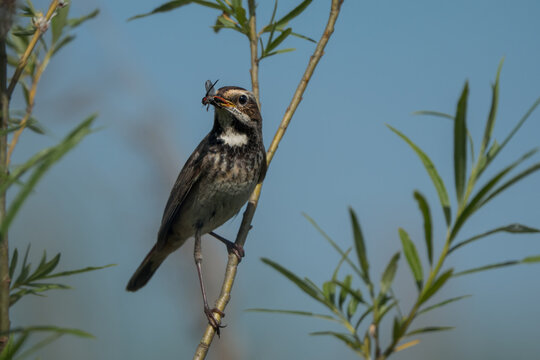 Female Bluethroat (Luscinia svecica) with Insect in Beak