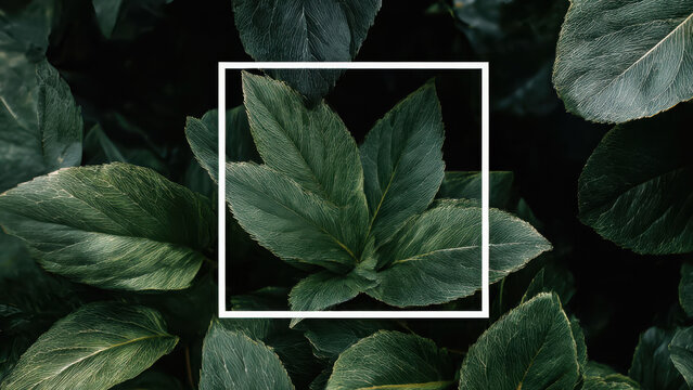 A white frame highlights the intricate vein patterns on dark green leaves, showcasing nature's detailed beauty.