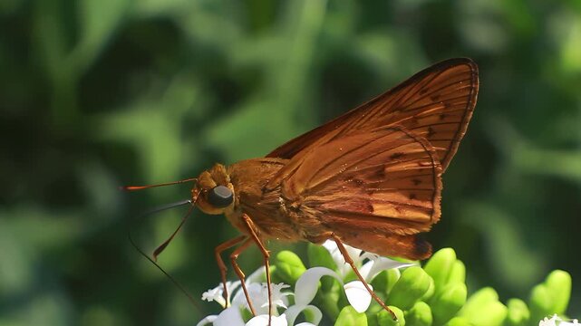 4K close up video of Brown Skipper butterfly (Ocola skipper, Panoquina ocola) feeding on the delicate blossoms of Japanese papaya (Cnidoscolus aconitifolius).