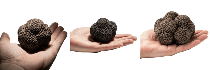 Fresh Black Truffle Set: Hand-Held Premium Gourmet Edible Fungi Isolated on White Background, Luxury Culinary Ingredient for Fine Dining, Gastronomy, and High-End Restaurant Food Photography and Profe © laskhar