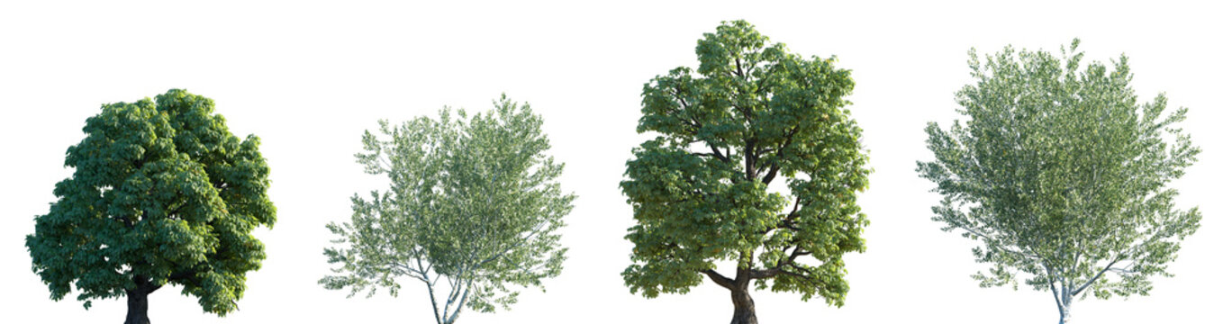 Set of Aesculus hippocastanum and Populus alba isolated png in sunny daylight on a transparent background perfectly cutout