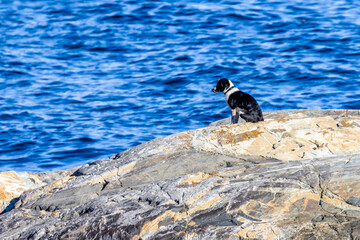 lonely dog on a cliff overlooking the Pacific Ocean in British Columbia © William Cobb