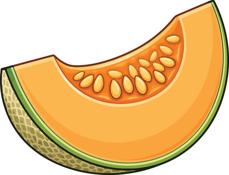 Cantaloupe melon slice cartoon vector illustration isolated on white background