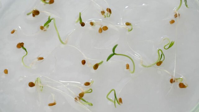 Samples of germinating tomato seeds in a slowly rotating Petri dish. Close-up of the green, barely sprouted seeds