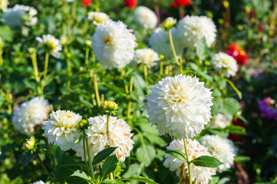 White Dahlia pinnata or pompon dahlia flowers blooming in bright summer garden, flowerbed with soft colorful floral background. Plant breeding, gardening, decorative autumn flower