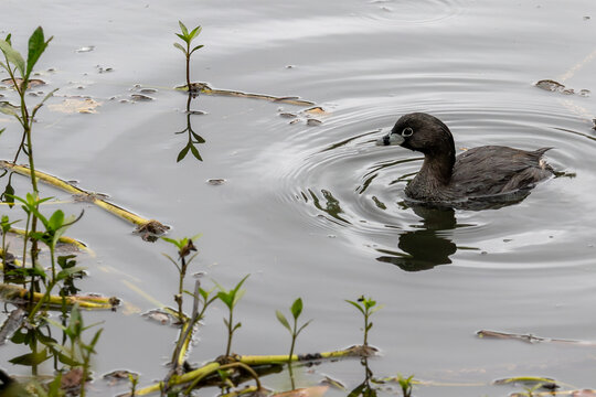 Least grebe Tachybaptus dominicus swimming on a calm pond with circular ripples. Sharp technical focus on the eye and bill.