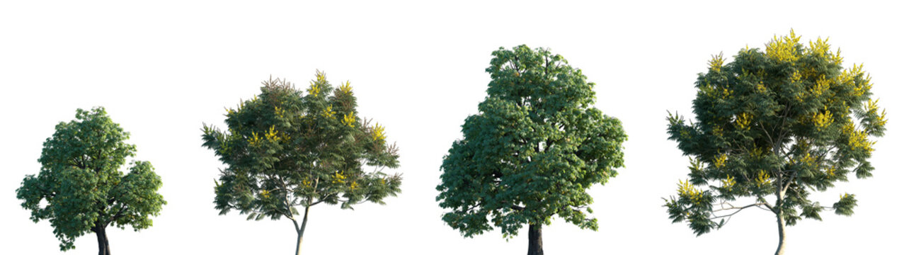 Set of Aesculus hippocastanum and flowering Peltophorum pterocarpum isolated png in sunny daylight on a transparent background perfectly cutout