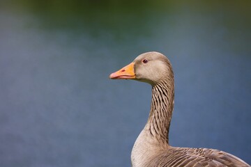 Greylag Goose Portrait Against Soft Blue Background – Wildlife Bird Close-Up © Lindsey