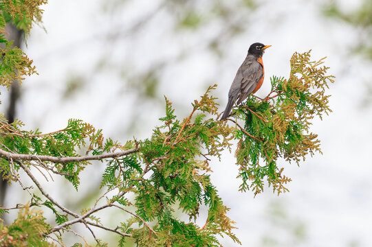 In late May an American Robin is on lookout not far from its nest and the hatchlings therein.