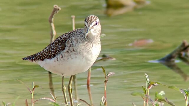 Natural closeup of Dunlin water bird on pond water 