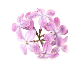 Obraz premium Branch with fresh lilac flowers isolated on white