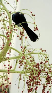 Black Asian Koel perched on cherry tree 