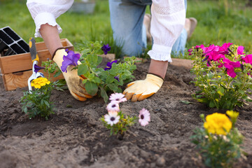 Fototapeta premium Gardening season. Woman transplanting beautiful flowers outdoors, closeup