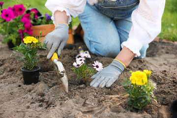 Fototapeta premium Gardening season. Woman transplanting beautiful flowers outdoors, closeup