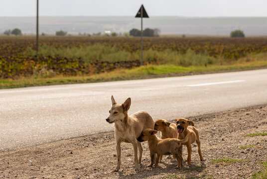 A feral dog by the roadside with a young brood of his puppies.